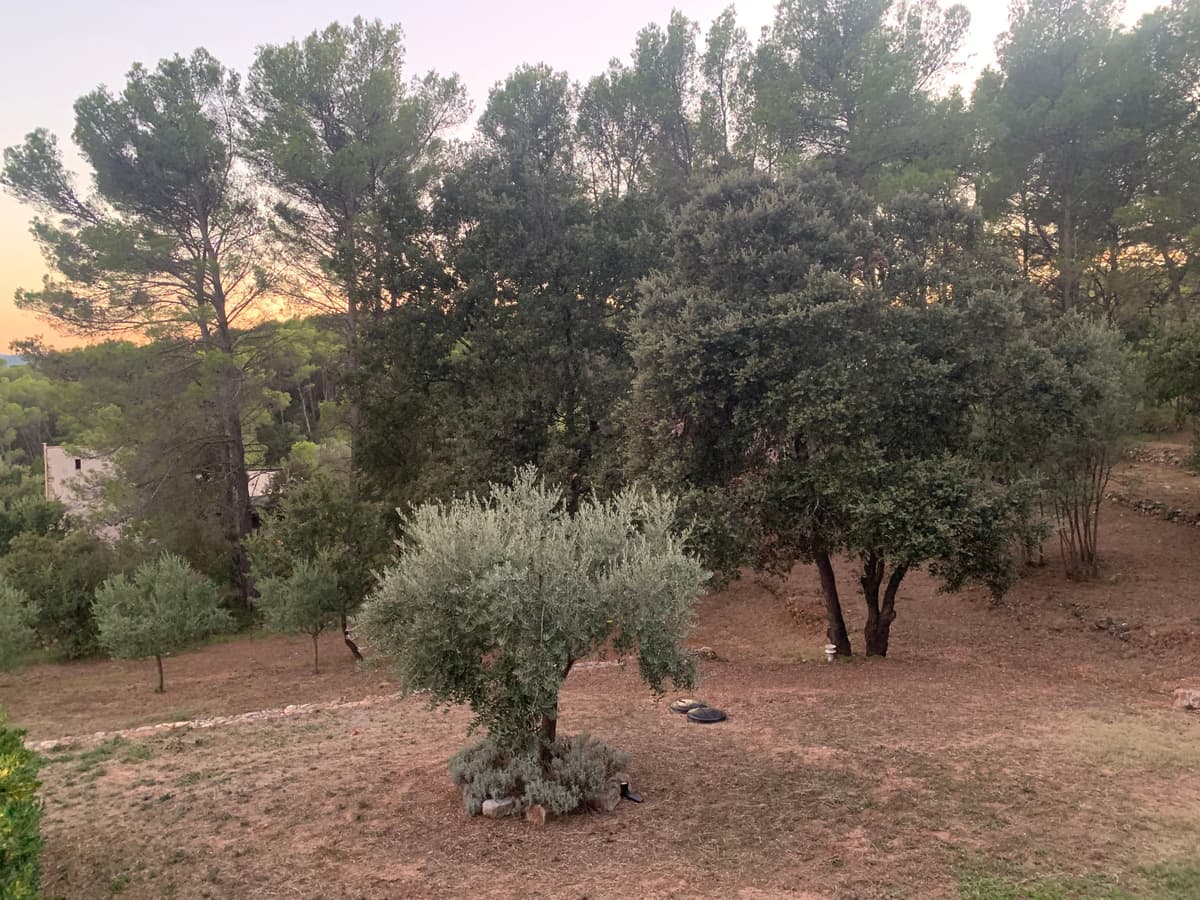 Jardin avec olivier au coucher du soleil