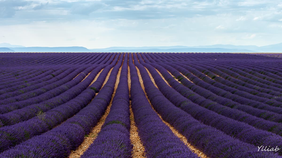 Lavender fields in bloom on the Valensole plateau