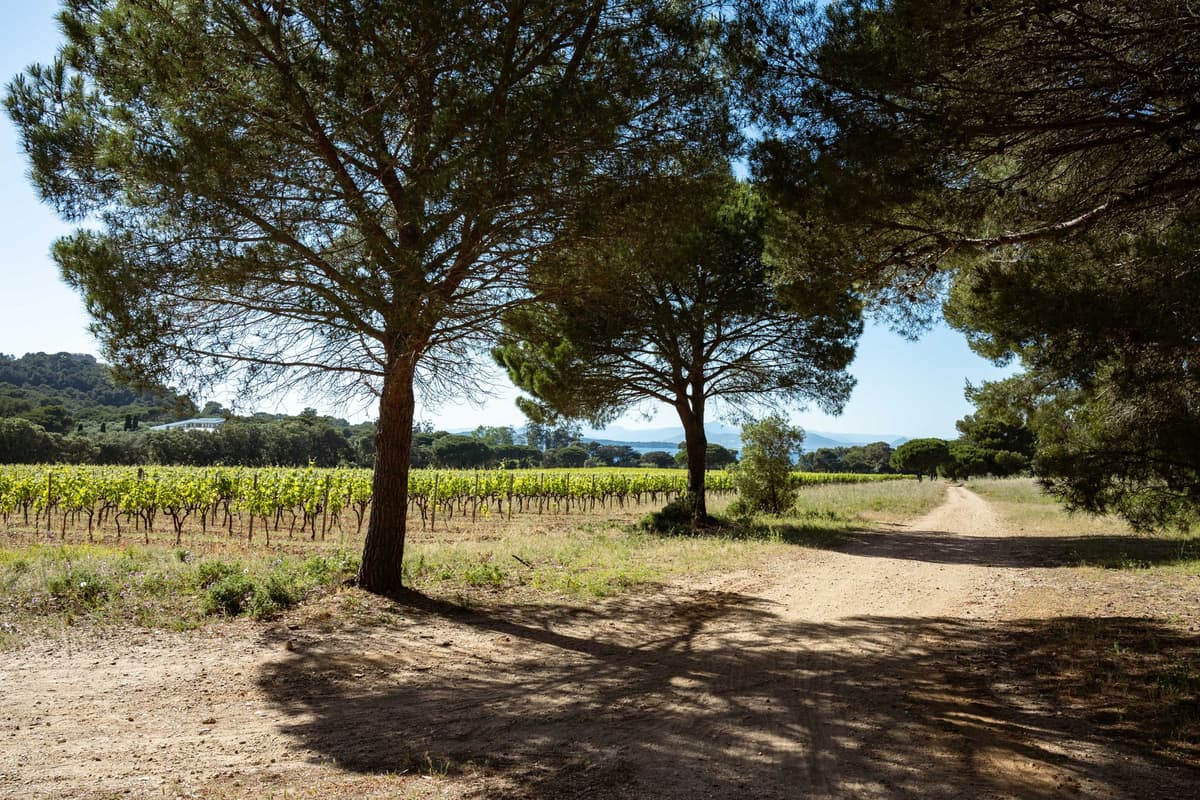 Vineyard with stone pines in Provence