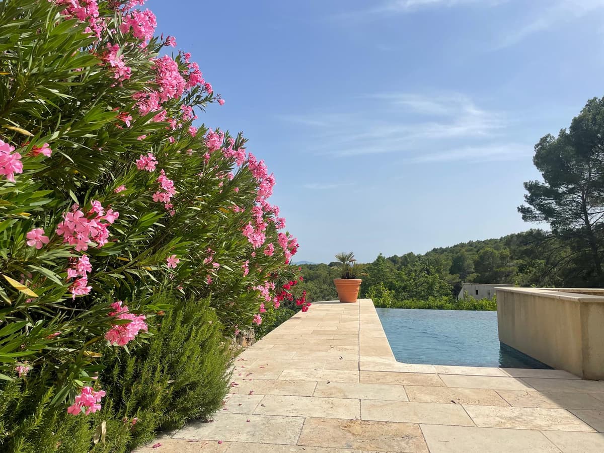 Lauriers-roses en fleurs au bord de la piscine, avec vue sur les bois du Var